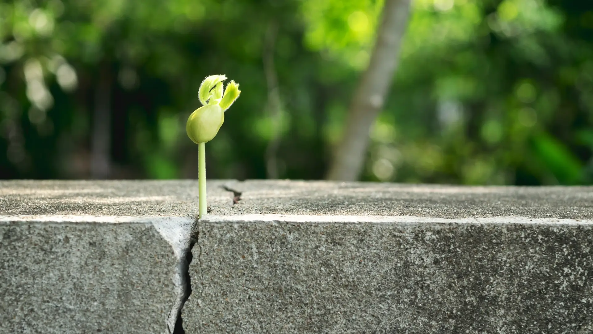 A green sprout grows out of a crack in a concrete block